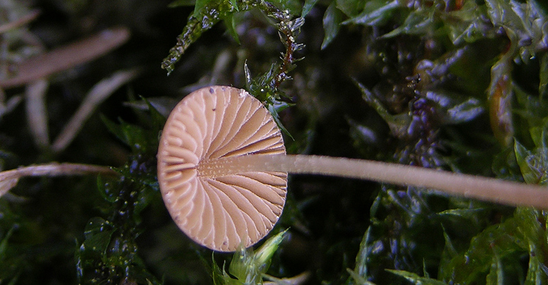 Galerina da determinare n�5